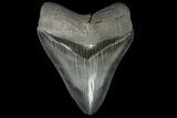 Serrated, Fossil Megalodon Tooth - Georgia #142360-1